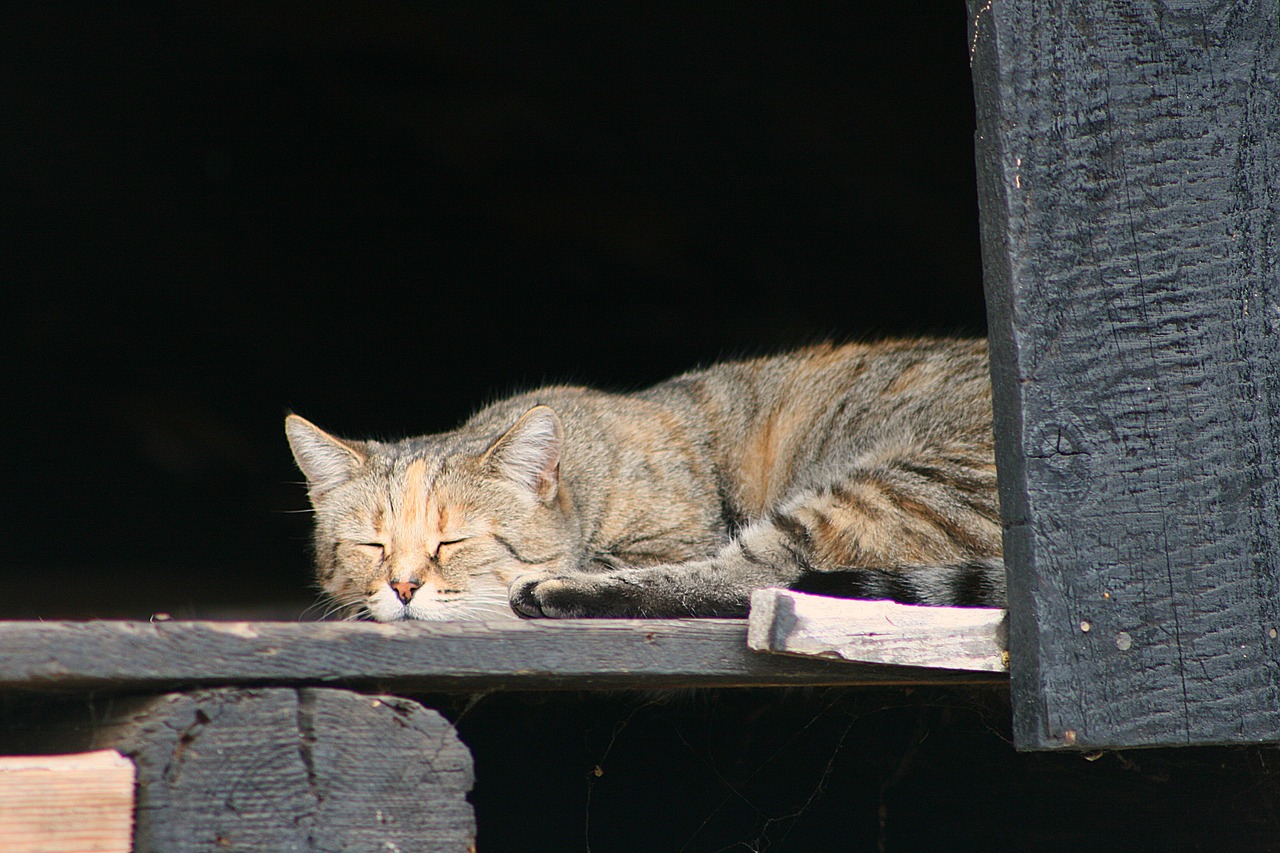 Choosing the Right Bed for Your Senior Pet